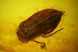 Detailed Fossil Beetle (Coleoptera) In Baltic Amber #142187-1